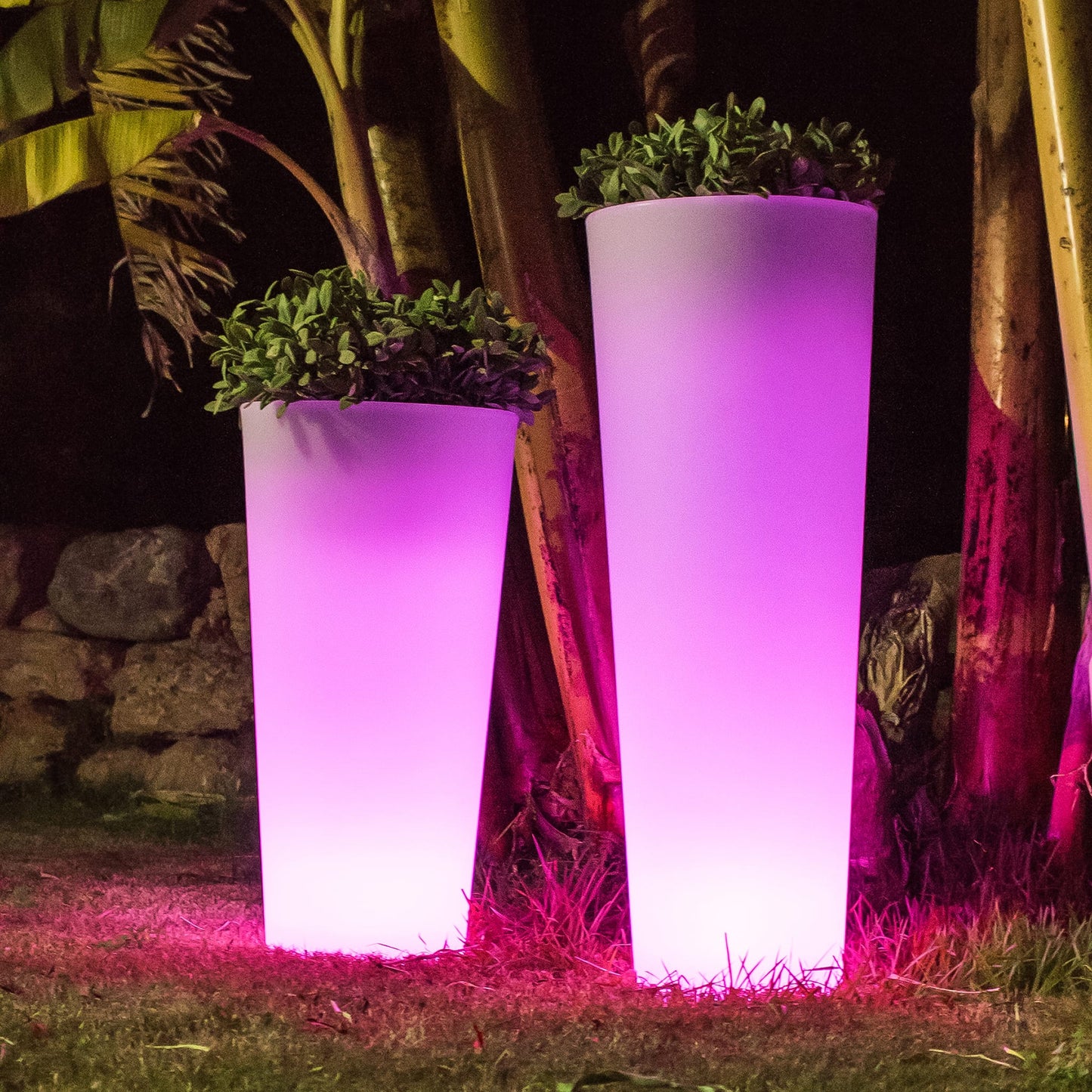 Ficus<br> Solar & Rechargeable